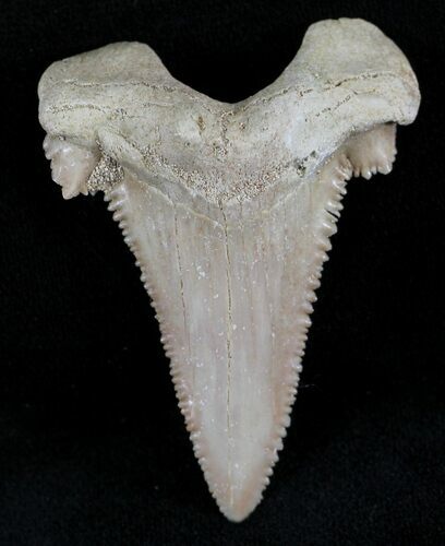 Beautiful Palaeocarcharodon Fossil Shark Tooth - #24494